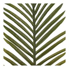 PALMA C/POTE 24X1X120CM - 592-143613