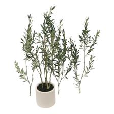 210cm Olive tree in plastic pot(Pot size:D26.5 x H26.5cm) ( - 592-143631