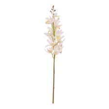 CYMBIDIUM C/POT - 592-143661