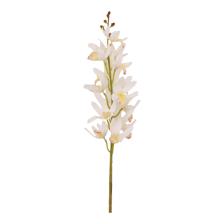 CYMBIDIUM C/POT - 592-143661