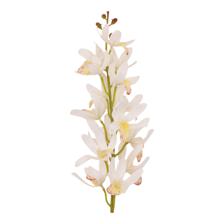 CYMBIDIUM C/POT - 592-143661