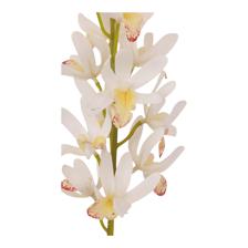 CYMBIDIUM C/POT - 592-143661