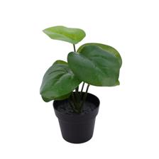 Monstera con pote 20X20X20CM - 592-301603