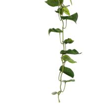 Planta colgante c/pote - 592-301646