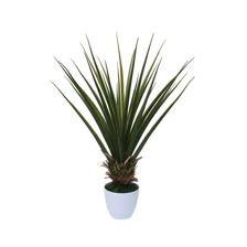 PALMEIRA C/ POTE - 592-312072