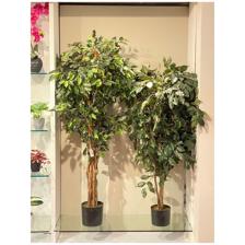 150cm Ficus tree with pot - 592-312100