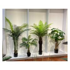 ALOCASIA C/POTE - 592-312104