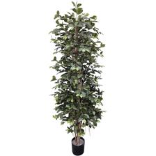 185cm Ficus  retusa with normal plastic pot - 592-312125