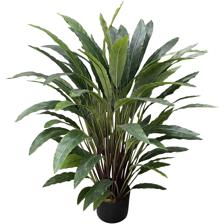 90cm Calathea - 592-312128