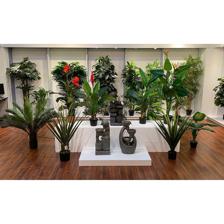 120cm Dracaena reflexa with plastic  pot - 592-312205