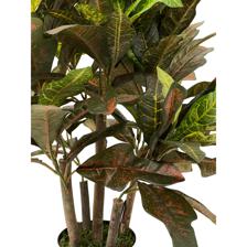 60cm Croton with pot - 592-312213