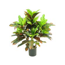 PLANTA C/POTE - 592-312213