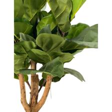 PLANTA C/POTE - 592-312215