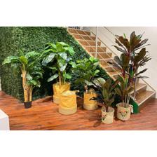 PLANTA C/POTE - 592-312215