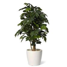 PLANTA C/POTE 45X45X120CM - 592-312217