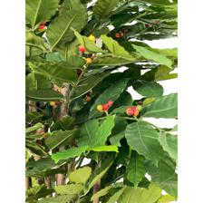 120cm Coffee tree with pot - 592-312218