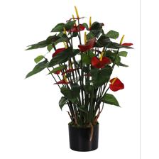 70cm Anthurium with pot - 592-312224