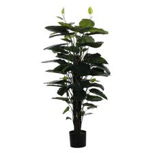 PLANTA C/POTE - 592-312228