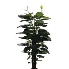 PLANTA C/POTE - 592-312228