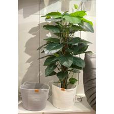PLANTA C/POTE - 592-312228