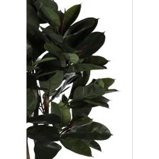 90cm Rubber tree with pot - 592-312231