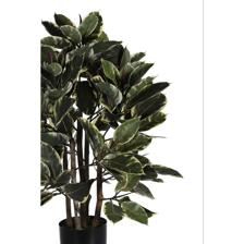 90cm Rubber tree with pot (changed to black pot) - 592-312232