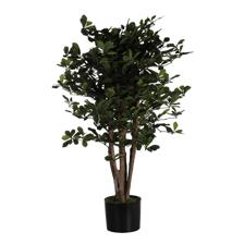 100cm Schefflera pot - 592-312236
