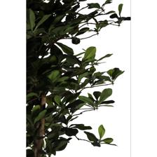 100cm Schefflera pot - 592-312236