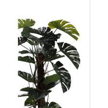 120cm Monstera with pot - 592-312240