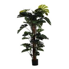 150cm Monstera with pot - 592-312241