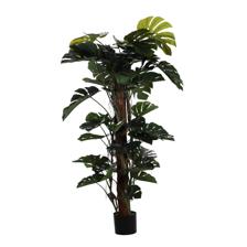MONSTERA C/POTE - 592-312241