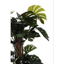 MONSTERA C/POTE - 592-312241