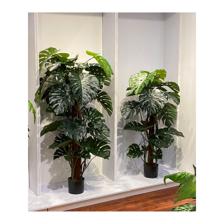 MONSTERA C/POTE - 592-312241