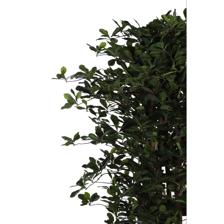 150cm Schefflera with plasticpot - 592-312243