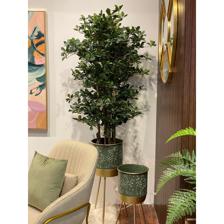 150cm Schefflera with plasticpot - 592-312243