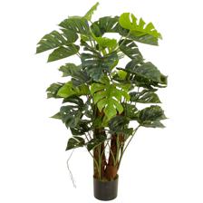 130cm Monstera x2 with pot - 592-312253