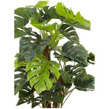 130cm Monstera x2 with pot - 592-312253
