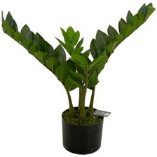 DECORAÇÃO DE ZAMIOCULCAS 23X23X50 CM - 592-312257