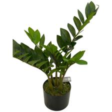 DECORAÇÃO DE ZAMIOCULCAS 23X23X50 CM - 592-312257