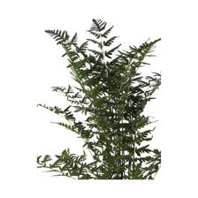 100cm Fern palm with pot - 592-312294