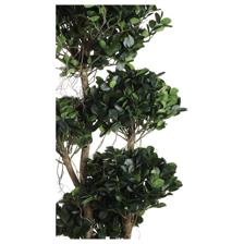 FICUS C/POTE - 592-312296