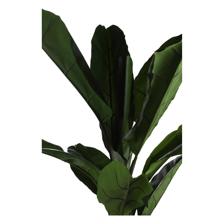 165cm Banana tree with pot - 592-312298