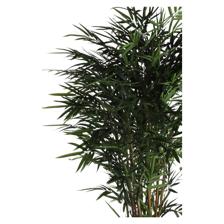 BAMBU C/POTE - 592-312299