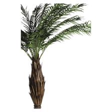 PALMA C/POTE - 592-312302