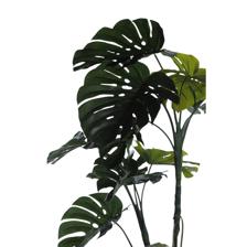 Monstera plant - 592-312326