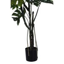 Monstera plant - 592-312326