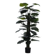 ALOCASIA C/POTE - 592-312327