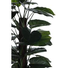 ALOCASIA C/POTE - 592-312327