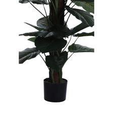 ALOCASIA C/POTE - 592-312327