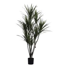 DRACAENA CON POTE - 592-312334